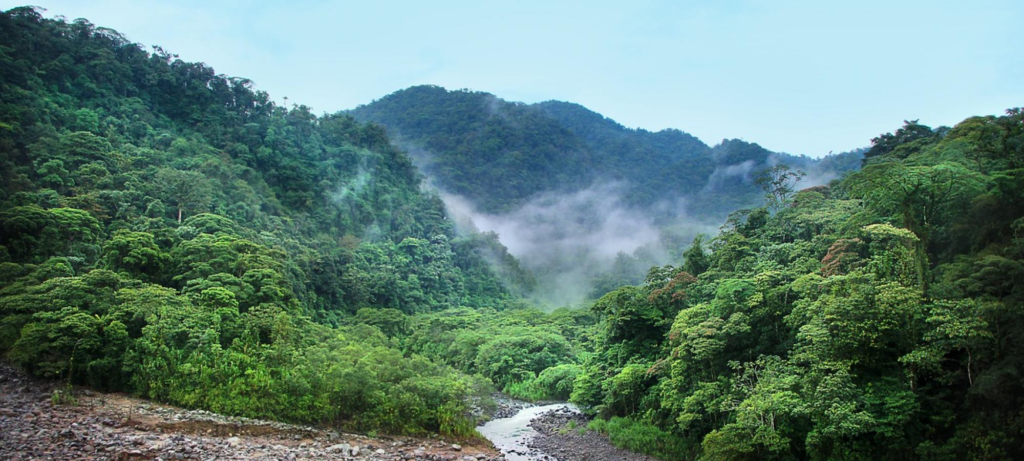 image of a rainforest